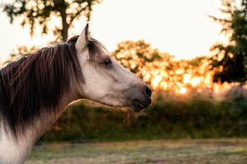 Cute little buckskin pony looking up at the sky with a beautiful sunset in the back
