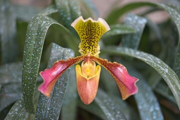 Close-up of beautiful vibrant pink orchid