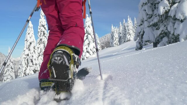 CLOSE UP: Unrecognizable young woman splitboarding in Bohinj treks up a hill covered in fresh powder snow. Active female tourist splitboards up a mountain in the wintry backcountry. Woman ski touring.