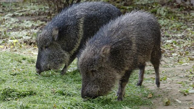 Chacoan peccary (Catagonus wagneri) eats grass