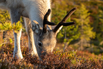 Close-up of a cute young domestic reindeer eating grass and different shrubs during autumn sunrise at Ruka, Northern Finland, Europe