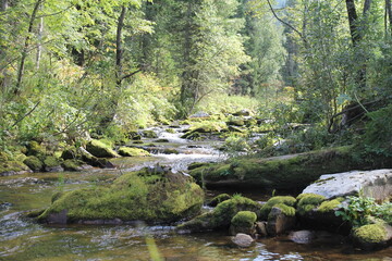 river in the forest