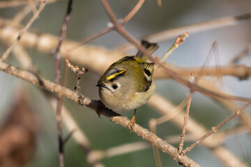 Goldcrest bird sitting on a twig, Regulus regulus, bird with a yellow stripe on its head, smallest...