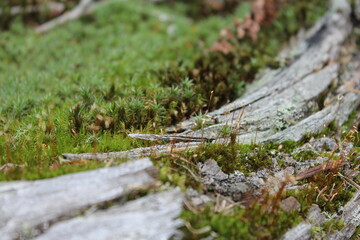 moss in the forest