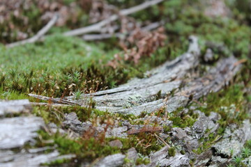 moss in the forest