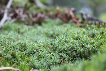 moss in the forest