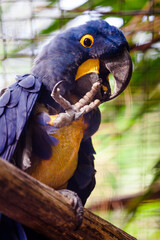 blue and yellow macaw