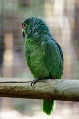 blue and yellow macaw