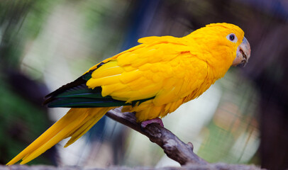 blue and yellow macaw
