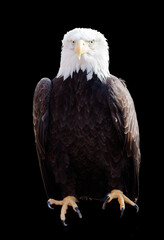american bald eagle
