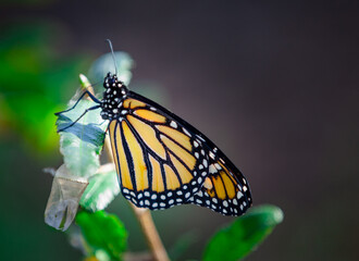 butterfly on a flower