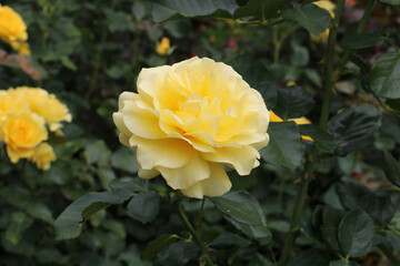 Apricot Floribunda roses in the Butchart Garden