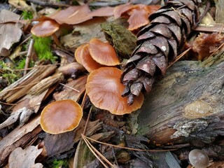 Braune Pilze und Tannenzapfen am Waldboden