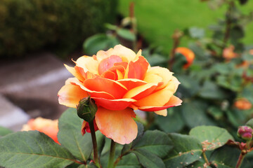Doris Tisterman's hybrid tea rose in the Butchart Garden