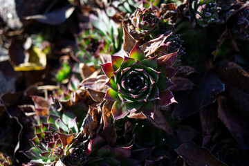 Aloe flower in the winter garden