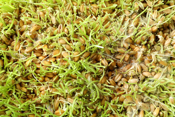Sprouted wheat grass all over background, close up