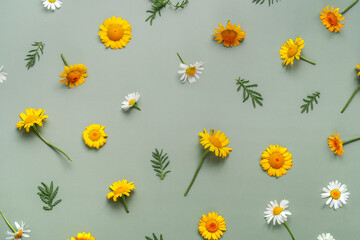 Green background with chamomiles. Wildflowers. Flat layer, top view.