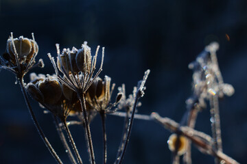 Zarter Reif auf abgeblühten Blüten mit Petrol Hintergrund in der Sonne, Raureif auf Trockenblüte