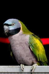 blue and yellow macaw
