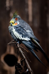 black capped kingfisher