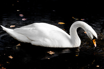 swans on the lake