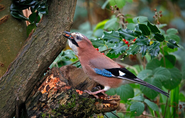 Eurasian jay collecting nuts to cache