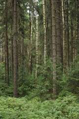 Fototapeta na wymiar forest summer