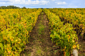 Fototapeta na wymiar French Vineyards