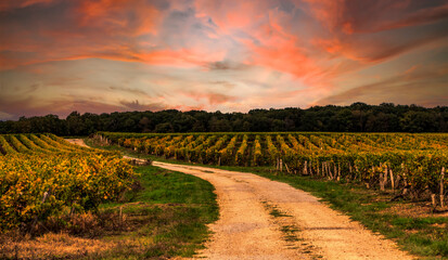 French Vineyards Sunset