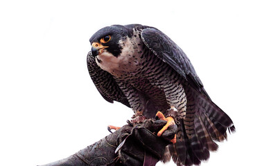 red tailed hawk