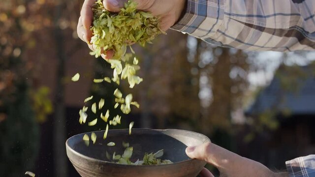 Ripe beer hop cones fall out of a farmer hand on a blur nature background. Great beer background for your advertising. 