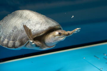 Soft-shelled turtle is swimming in watter