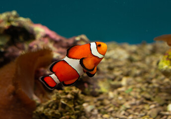 anemone like a movie character