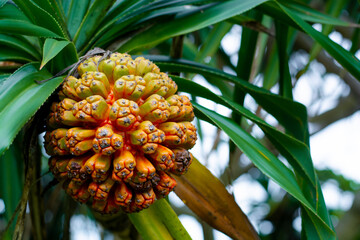 pineapple on a tree