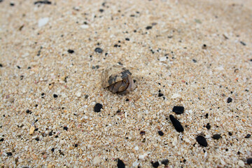 A small hermit crab on the beach