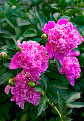 Fototapeta premium Bright pink peony flowers in the rustic garden.