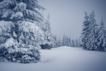 Magical view of snow-capped forest on frosty day. Carpathian mountains, Ukraine, Europe.