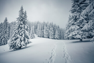 Magical frosty day and snowy coniferous forest. Carpathian mountains, Ukraine, Europe.