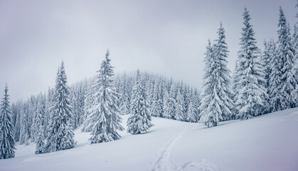 Fototapeta na wymiar Magical view of snow-capped forest on frosty day. Carpathian mountains, Ukraine, Europe.