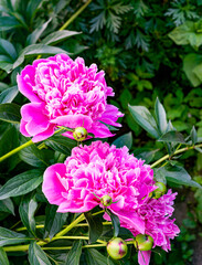 Obraz premium Bright pink peony flowers in the rustic garden.