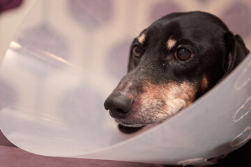 Senior Pet Treatment. A dachshund dog in Veterinary plastic Elizabethan collar on neck