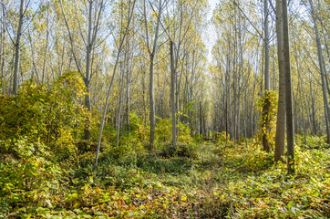 Fototapeta premium Young forest along the river Danube in the autumn part of the year.