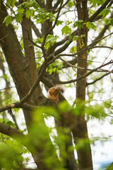 A squirrel is hanging on a tree trunk