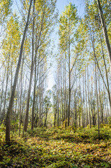 Young forest along the river Danube in the autumn part of the year.