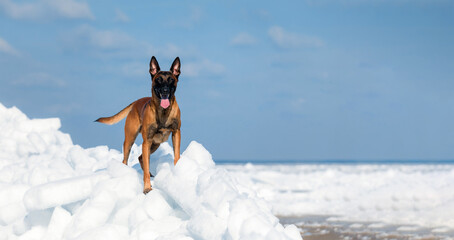 Beautiful Belgian Shepherd Malinois dog in winter. Dog at the snow and ice. Cold weather. Banner.
