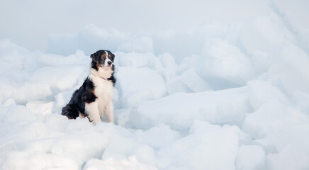 Australian Shepherd Aussie dog in winter. Dog at the snow and ice. Cold weather. Banner.