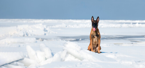 Beautiful Belgian Shepherd Malinois dog in winter. Dog at the snow and ice. Cold weather. Banner.