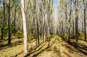 Young forest along the river Danube in the autumn part of the year.