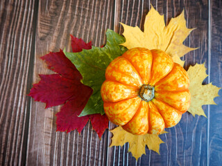 a small round pumpkin lies on yellow, red and green maple leaves on a wooden table. view from above