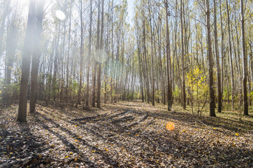 Young forest along the river Danube in the autumn part of the year.